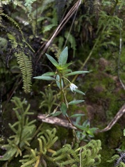 Sauvagesia erecta