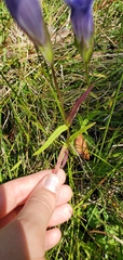 Gentianopsis virgata