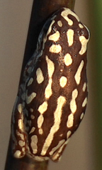 Hyperolius parallelus
