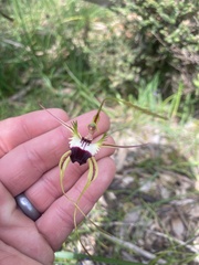 Caladenia tentaculata