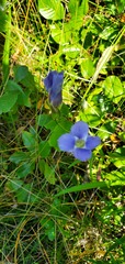 Gentianopsis virgata