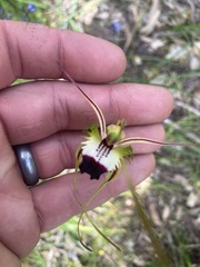 Caladenia tentaculata