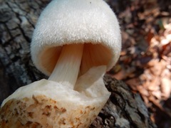 Volvariella bombycina image