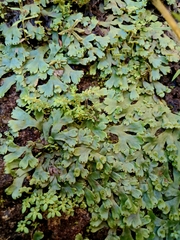 Marchantia emarginata