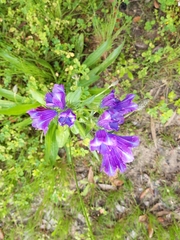 Echium