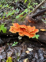Laetiporus