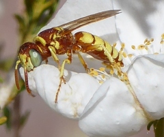 Philanthus ventilabris