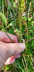 Spiranthes incurva