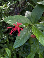 Odontonema cuspidatum