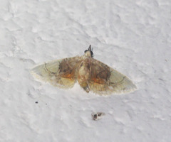 Noctuelia