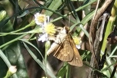 Poanes viator