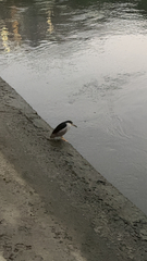 Nycticorax nycticorax