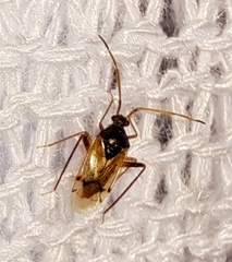 Eustictus