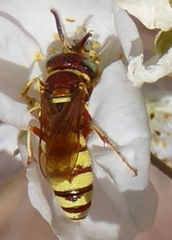 Philanthus ventilabris