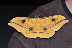 Antheraea