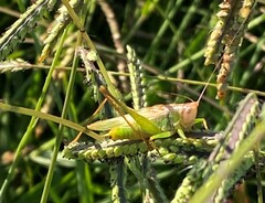 Orchelimum pulchellum