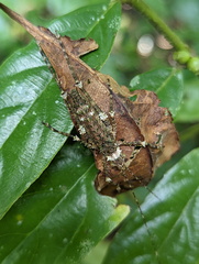 Phricta spinosa