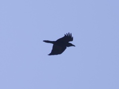Corvus corax