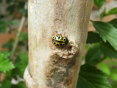 Calligrapha polyspila
