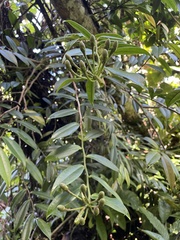 Marcgravia rectiflora