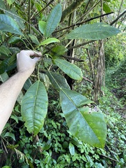 Dendropanax laurifolius