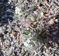Johnstonella angustifolia