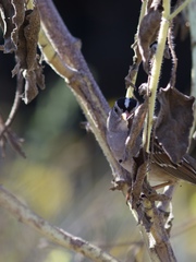 Zonotrichia leucophrys