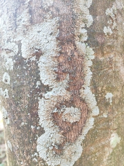 Caliciaceae