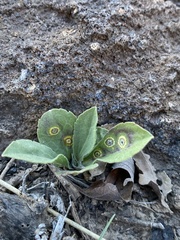 Botryosphaeria dothidea