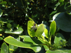 Dilophus nigrostigma