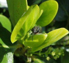 Dilophus nigrostigma