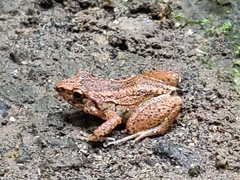 Eleutherodactylus planirostris
