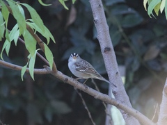 Zonotrichia leucophrys