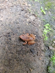 Eleutherodactylus planirostris