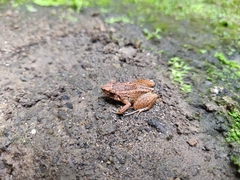 Eleutherodactylus planirostris