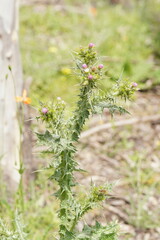 Carduus tenuiflorus