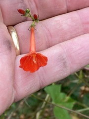 Ipomoea coccinea