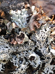Hypogymnia rugosa