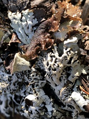 Hypogymnia rugosa