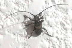 Ecyrus