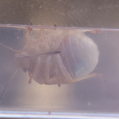 Thyanta custator accerra