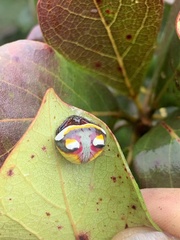 Poecilopachys australasia