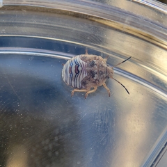 Thyanta custator accerra