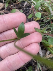 Ranunculus lappaceus