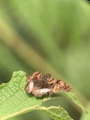 Noctuana lactifera