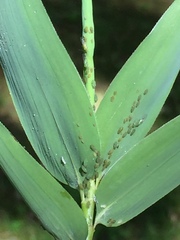 Takecallis taiwanus