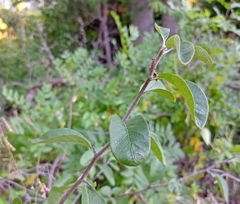 Sideroxylon lanuginosum