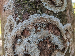 Caliciaceae
