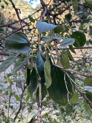 Fraxinus anomala