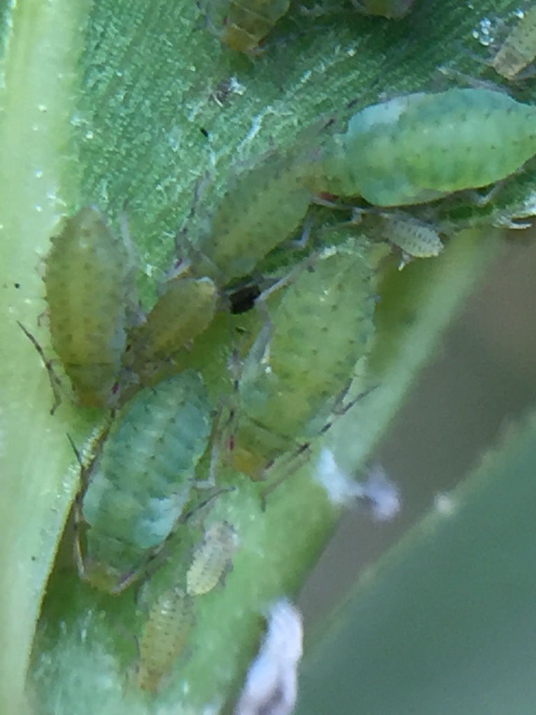 Taiwanese bamboo aphid